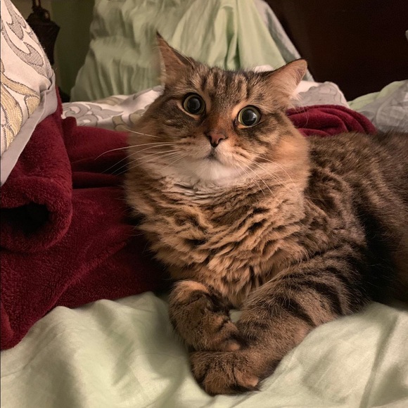 Meet your Posher, Ali - Picture 1 of 1